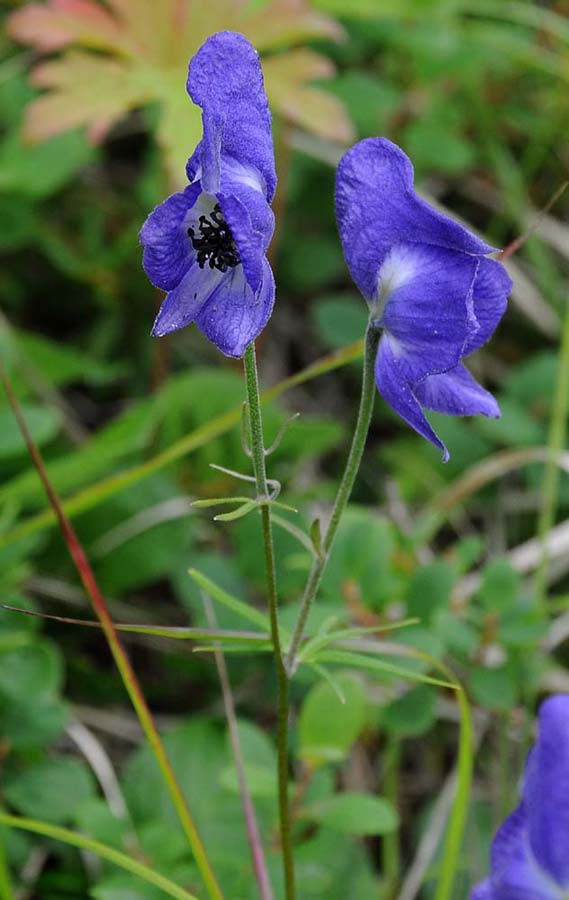 Image of Aconitum delphiniifolium specimen.