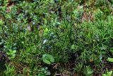 Diphasiastrum complanatum. Спороносящие растения в сообществе с Vaccinium vitis-idaea и Maianthemum bifolium. Вологодская обл., Сокольский р-н, Оларевская гряда, смешанный лес. 13.07.2024.