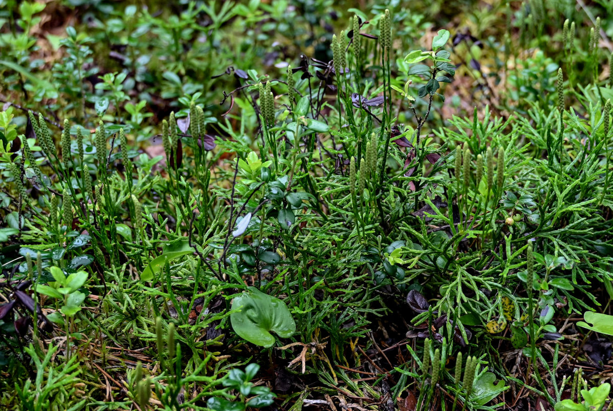 Image of Diphasiastrum complanatum specimen.