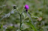 Carduus crispus