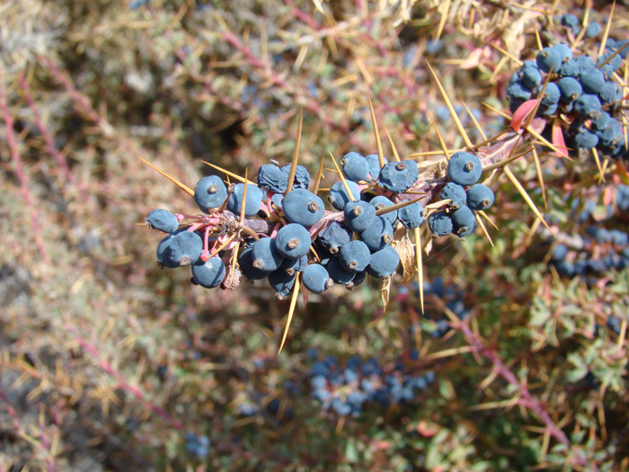 Изображение особи Berberis kaschgarica.