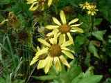 Senecio pseudoarnica