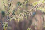 genus Chamaecytisus