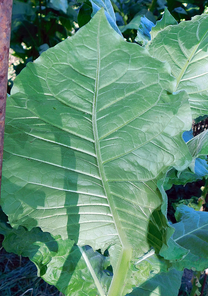 Image of Nicotiana tabacum specimen.