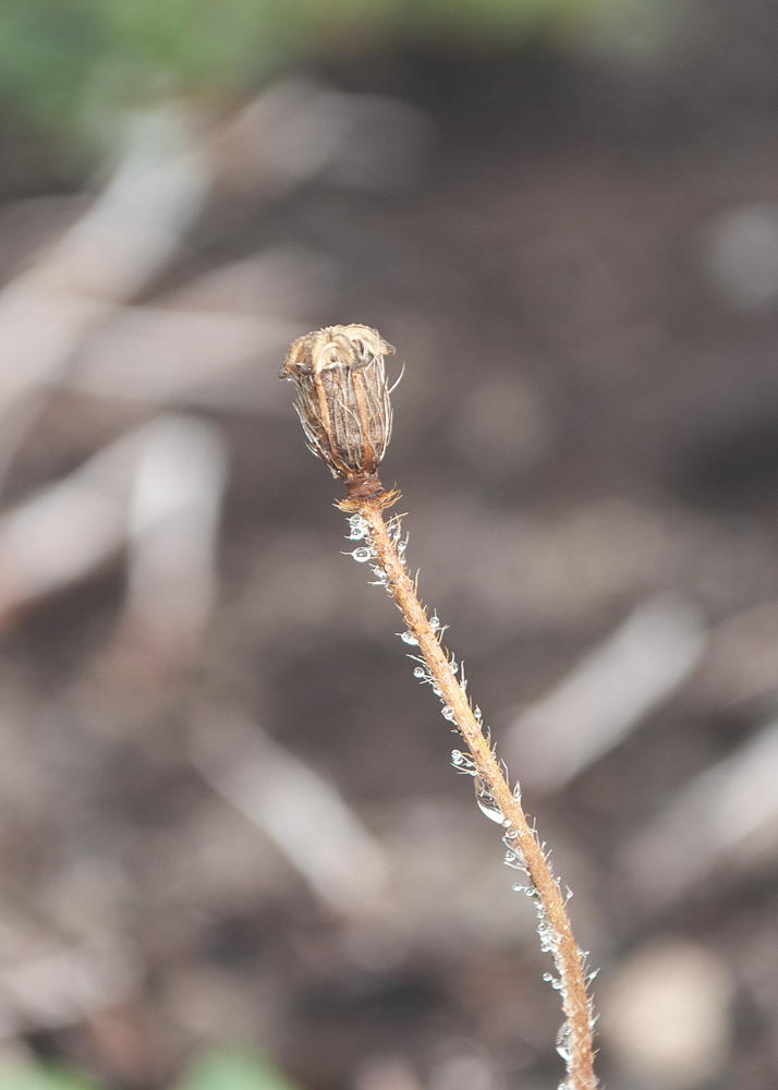 Image of Papaver microcarpum specimen.