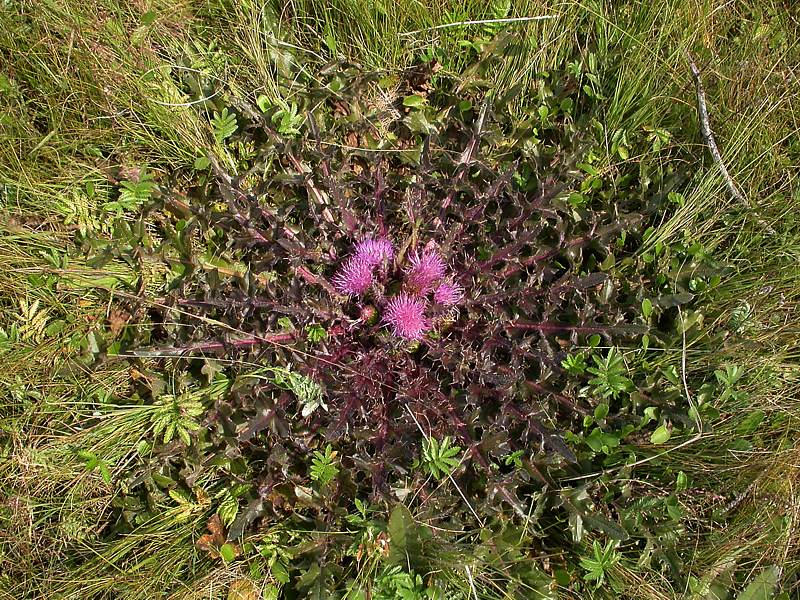 Image of Cirsium esculentum specimen.