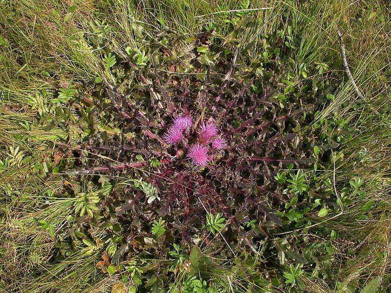 Изображение особи Cirsium esculentum.