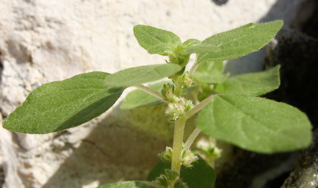 Image of Parietaria lusitanica specimen.