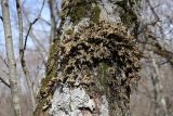 Lobaria pulmonaria. Слоевища в окружении других лишайников и мхов. Крым, Ай-Петринская яйла, ур. Чайное, буковый лес, на стволе дерева. 23.03.2025.