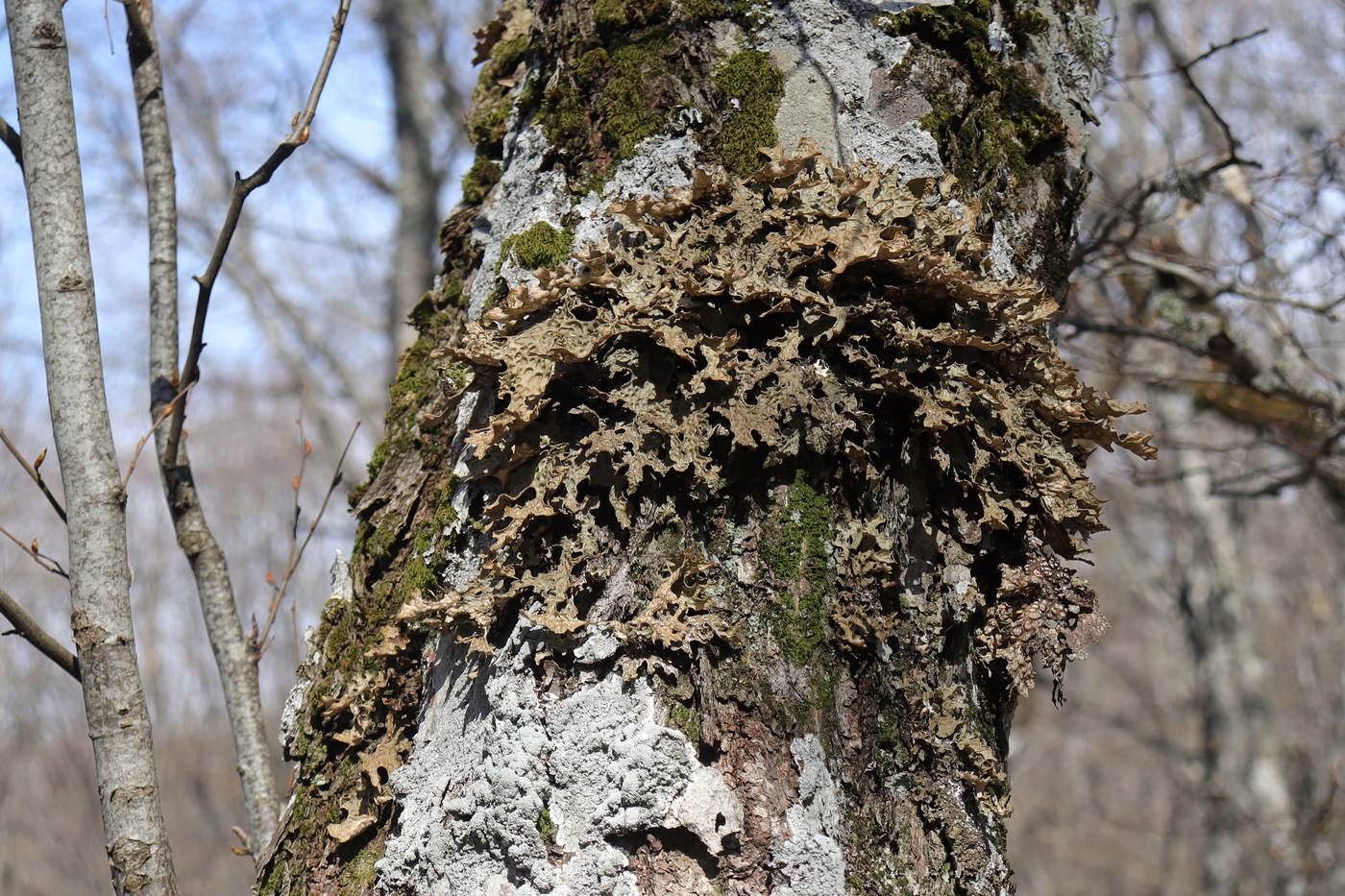 Image of Lobaria pulmonaria specimen.