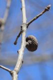 Quercus rubra