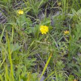Hypericum attenuatum
