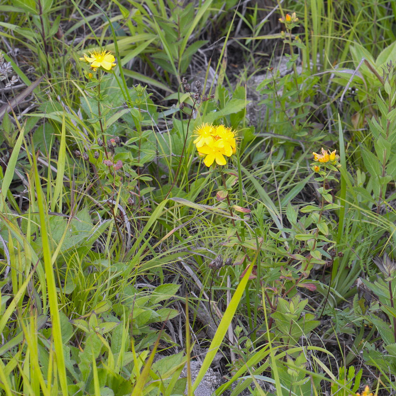 Изображение особи Hypericum attenuatum.
