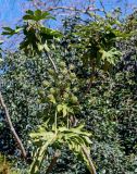 Fatsia japonica. Верхушки ветвей с незрелыми соплодиями. Краснодарский край, Сочи, Адлерский р-н, в культуре. 09.03.2025.