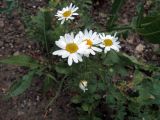 Tripleurospermum inodorum. Верхушка цветущего растения. Ульяновск, Заволжский р-н, щебнисто-песчаный спуск к берегу Куйбышевского водохранилища. 29.06.2021.