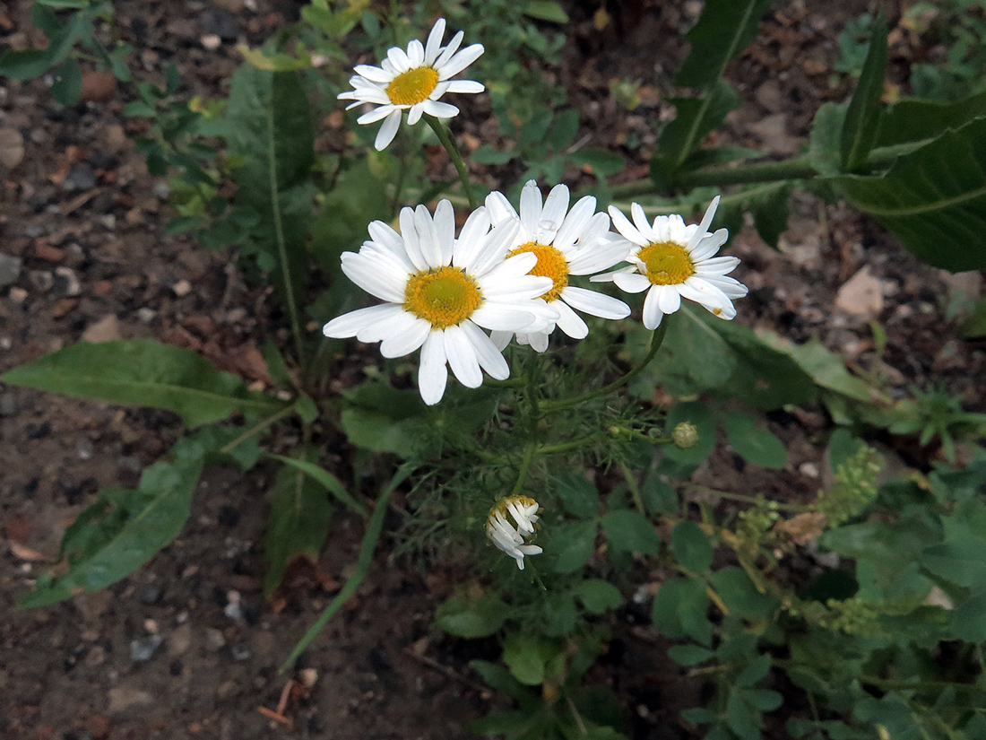 Изображение особи Tripleurospermum inodorum.