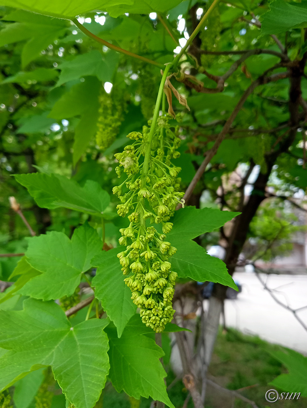 Image of Acer pseudoplatanus specimen.