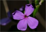 genus Hesperis