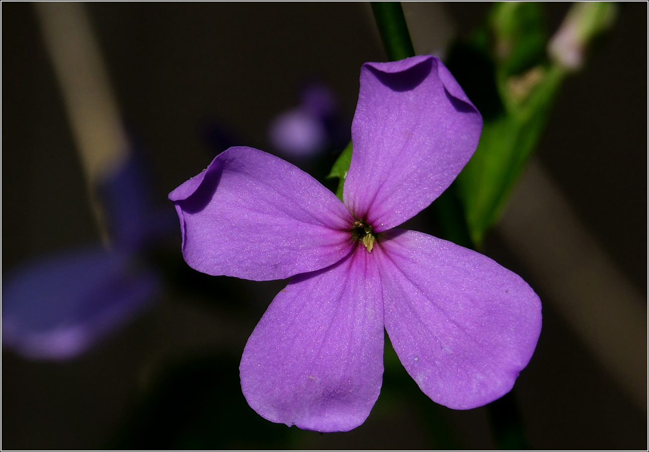 Image of genus Hesperis specimen.
