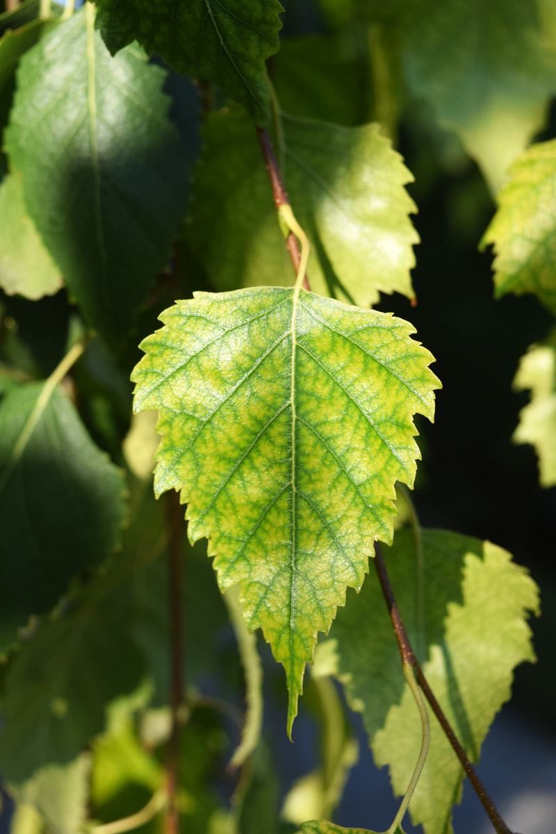 Image of Betula pendula specimen.