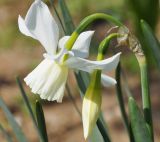 Narcissus triandrus