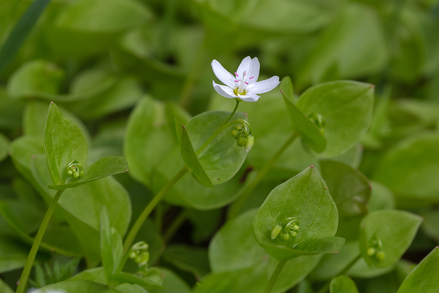 Изображение особи Claytonia cordifolia.