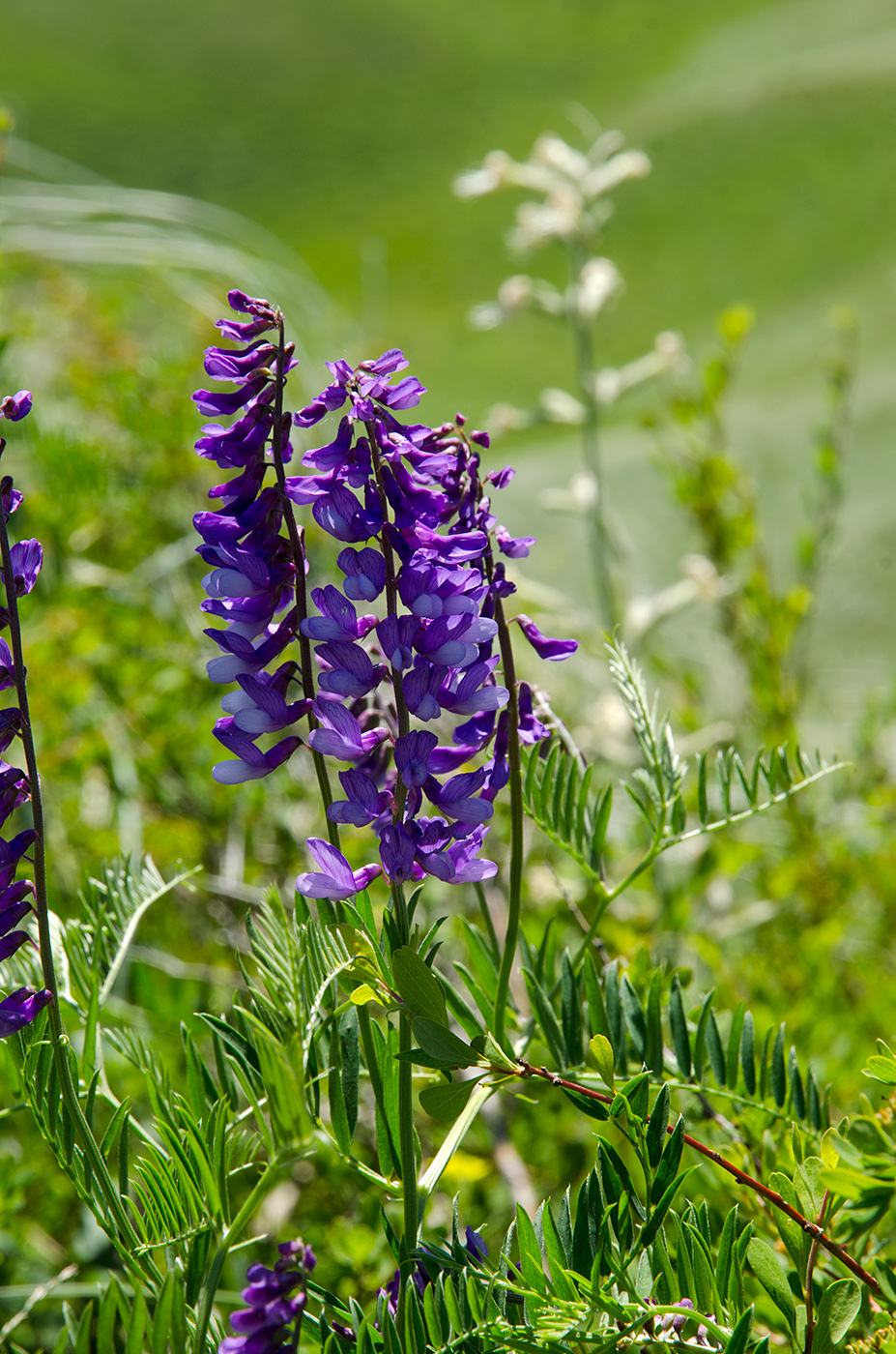 Image of genus Vicia specimen.
