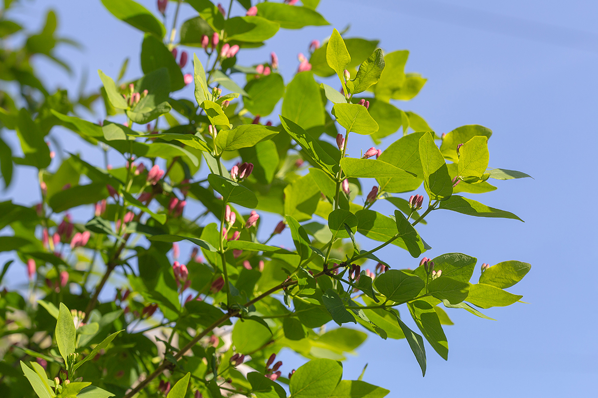 Изображение особи Lonicera tatarica.