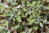 Scutellaria adenostegia. Верхушки побегов. Узбекистан, Ташкентская обл., южный склон Чаткальского хр., басс. р. Ахангаран, каменистый склон ущелья Джакиндек (левого притока р. Каттасай). 17.07.2021.