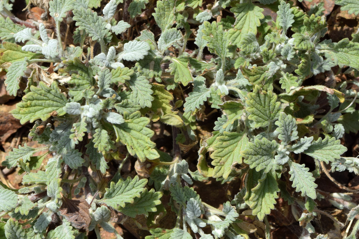 Image of Scutellaria adenostegia specimen.