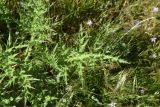 genus Eryngium. Листья. Турция, ил Ван, 3 км к З от дер. Кечикыран, берег оз. Ван, выс. 1650 м н.у.м., горная степь. 21 мая 2025 г.