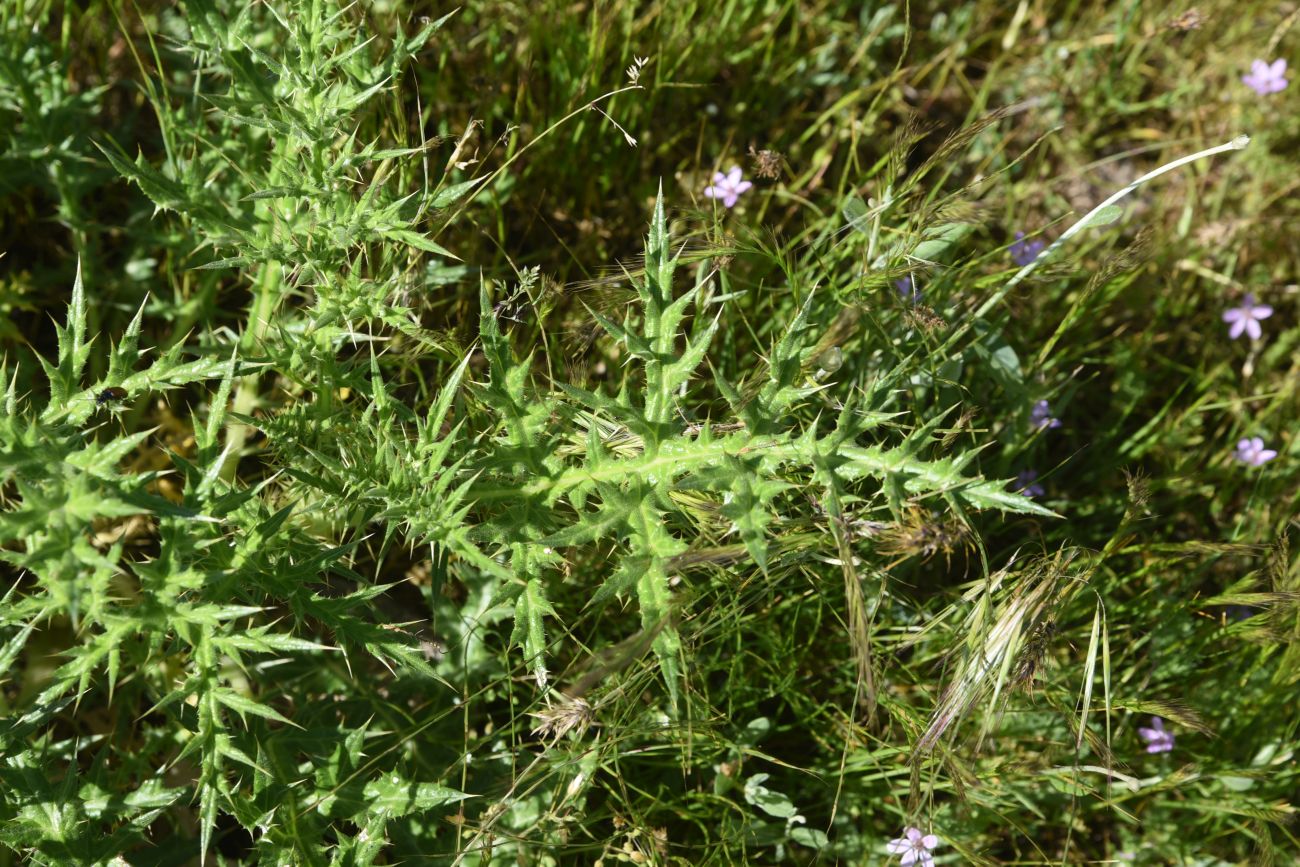 Image of genus Eryngium specimen.