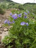 View full-size image Geranium erianthum