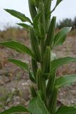 Oenothera depressa