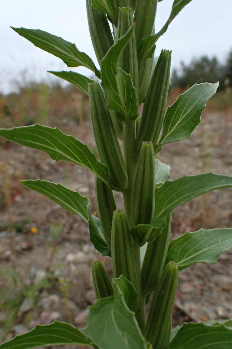 Image of Oenothera depressa specimen.