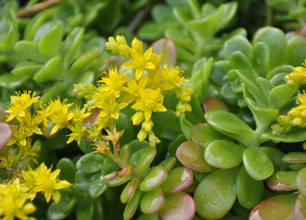 Изображение особи Sedum oreganum.