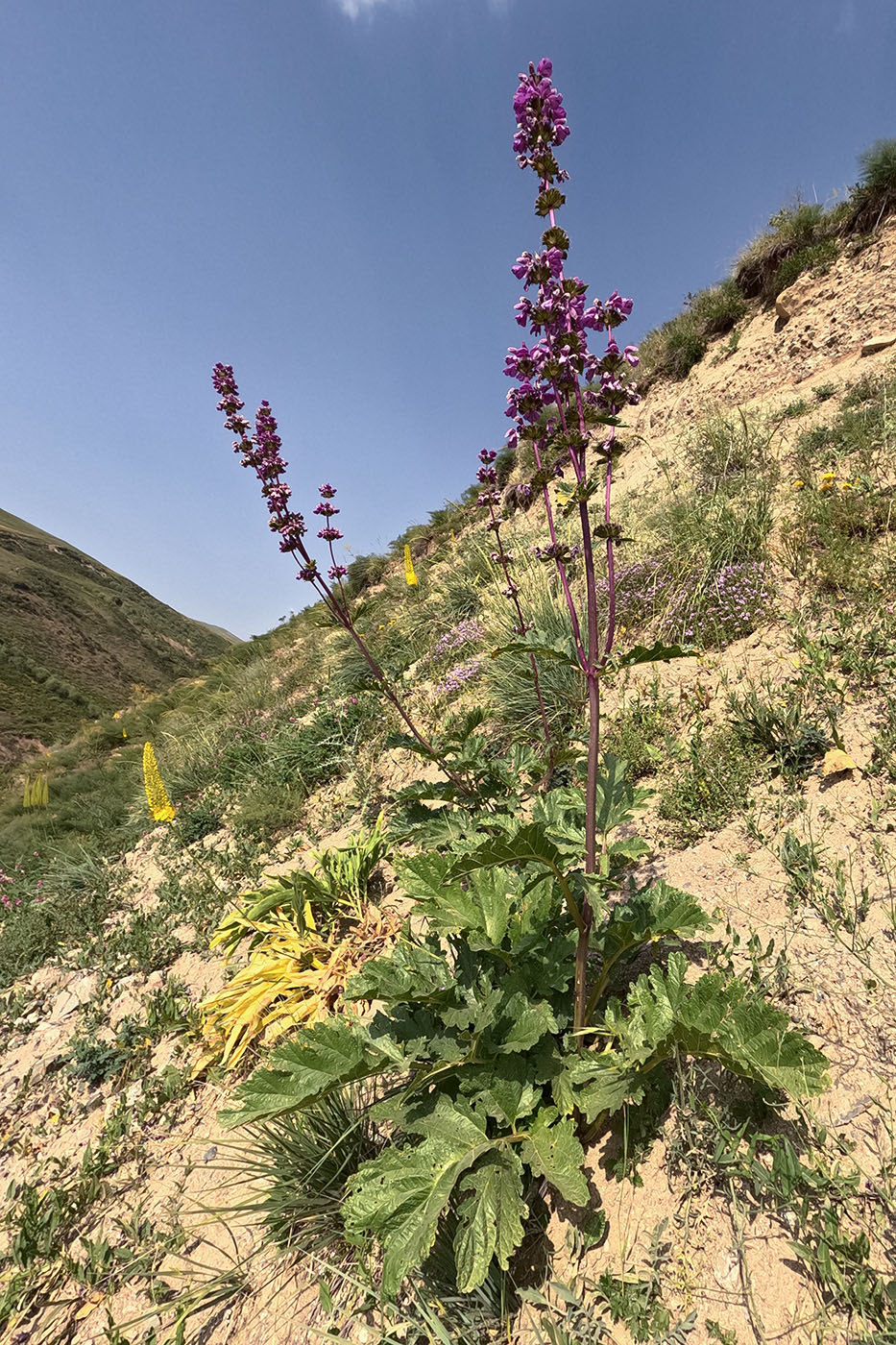 Image of genus Phlomoides specimen.