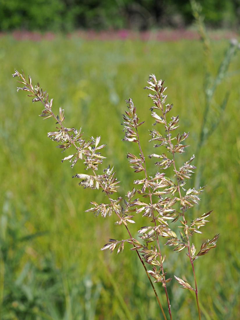Image of Koeleria macrantha specimen.