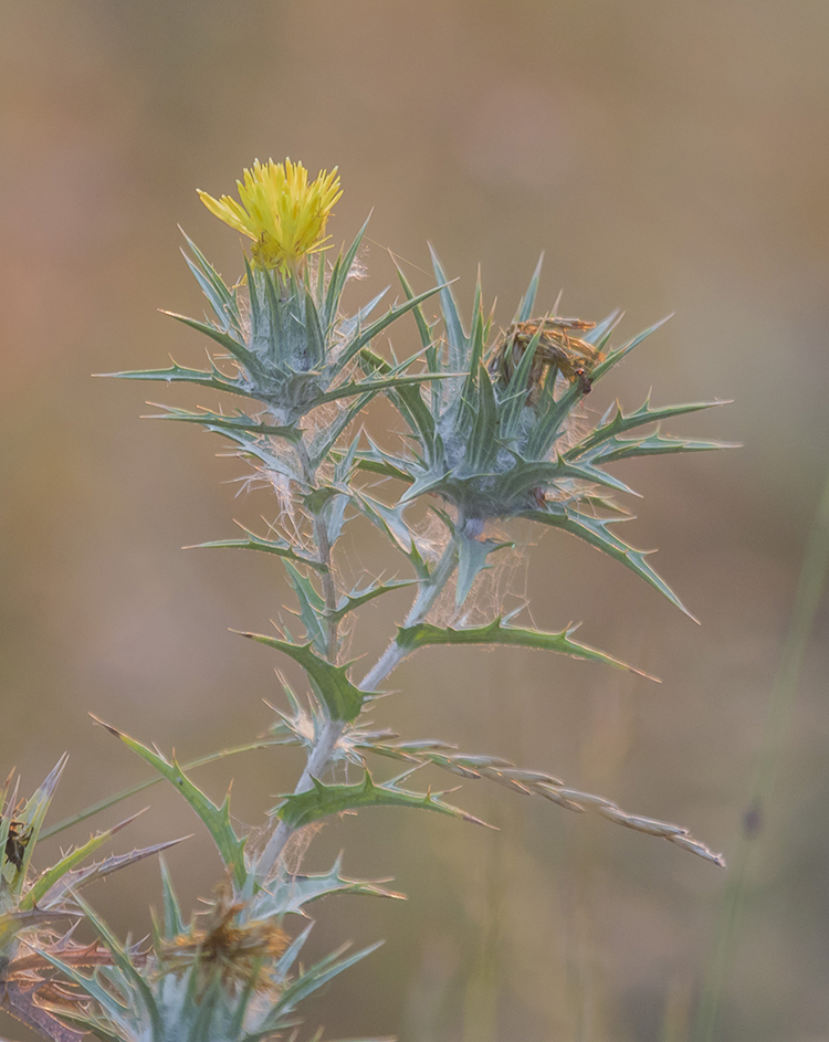 Image of Carthamus lanatus specimen.