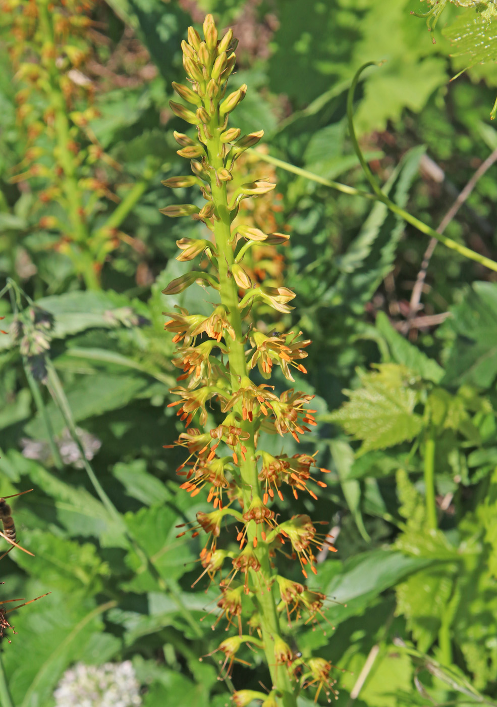 Изображение особи Eremurus spectabilis.