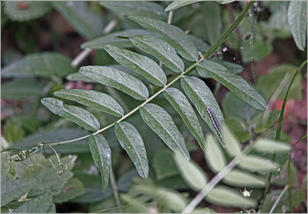 Изображение особи Vicia sepium.