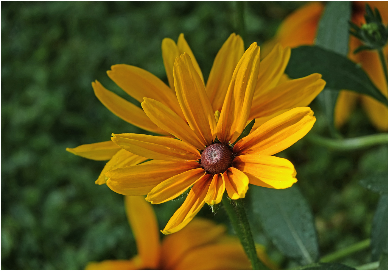 Изображение особи Rudbeckia hirta.