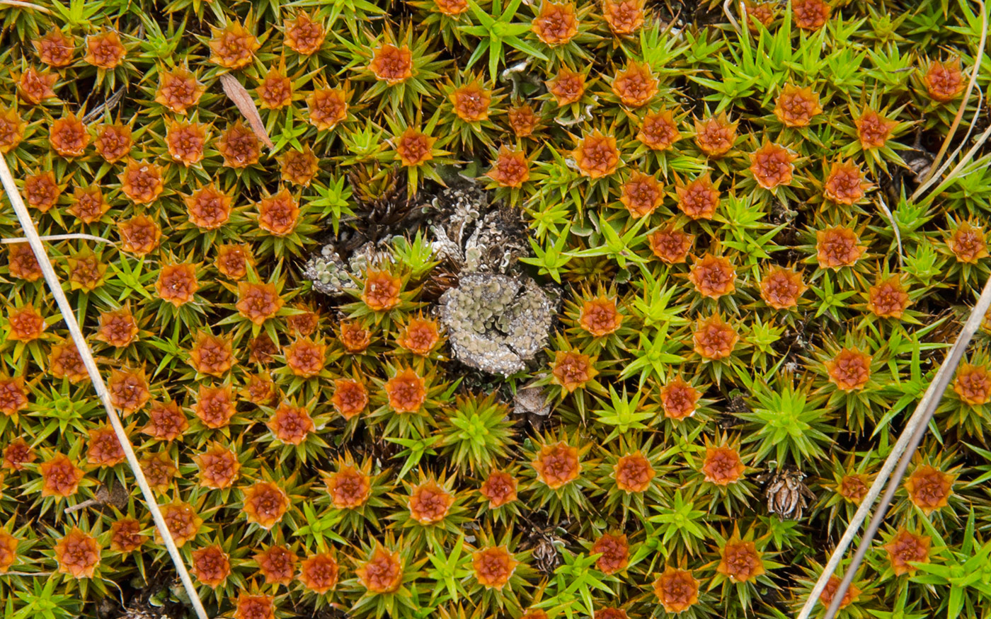 Image of Polytrichum juniperinum specimen.
