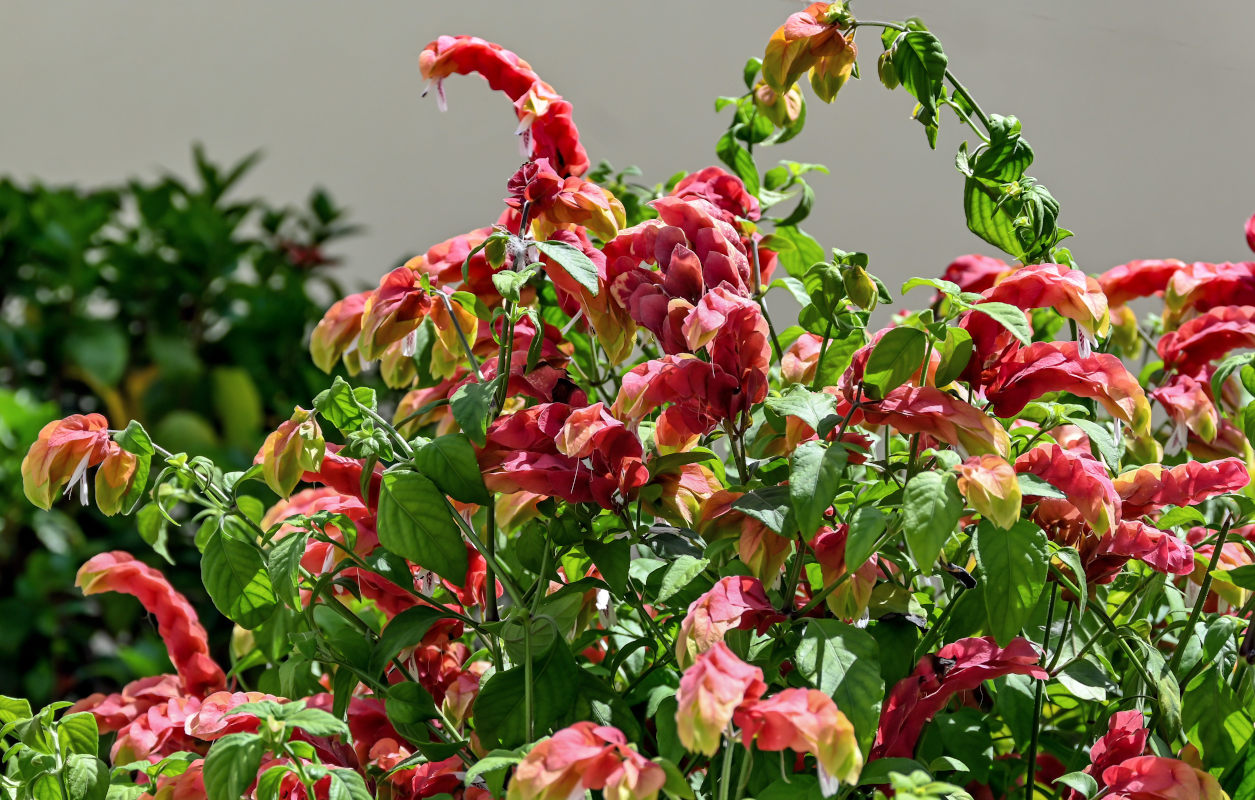 Изображение особи Justicia fulvicoma.