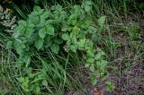 Rubus nessensis. Плодоносящее растение. Московская обл., Богородский гор. округ, окр. СНТ \"Купавна\", опушка смешанного леса. 12.07.2025.
