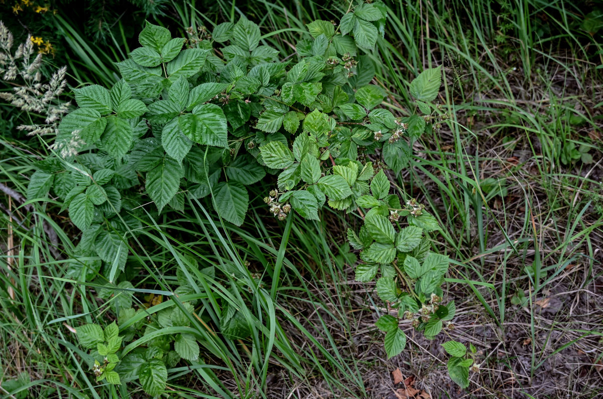 Изображение особи Rubus nessensis.