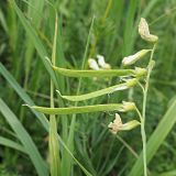 Lathyrus pallescens. Формирующееся соплодие. Ульяновская обл., Мелекесский р-н, окр пос. Вишенка, Медвежий овраг, луг на дне балки. 06.06.2024.