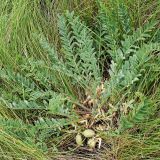 Astragalus henningii