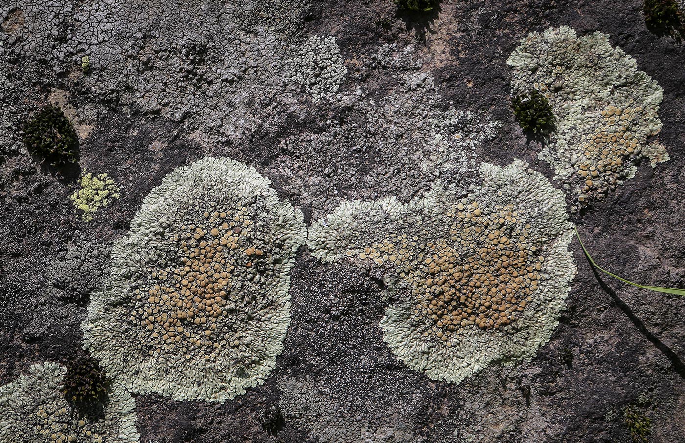 Image of division Ascomycota specimen.