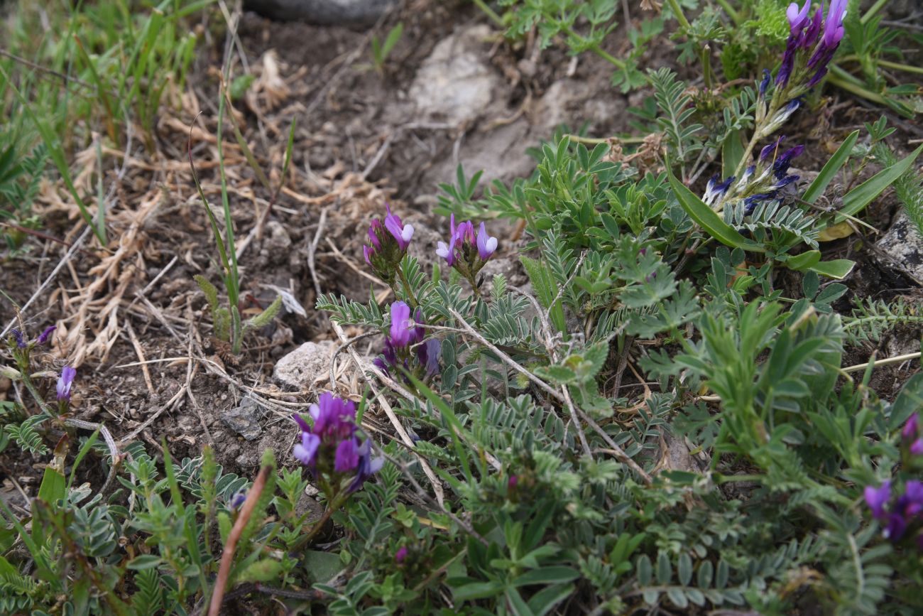 Image of genus Astragalus specimen.